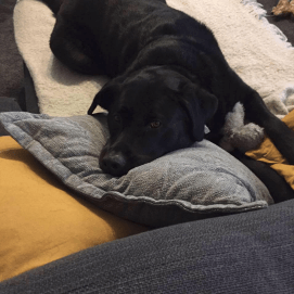 Dog at home laying on pillows