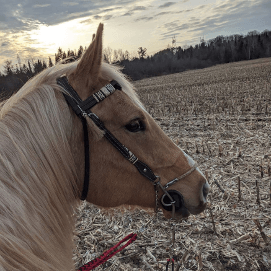 Horse in field