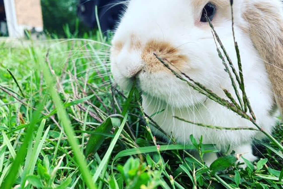 Bunny eating grass