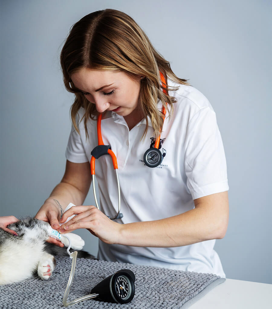 Vet Technician doing a blood pressure exam