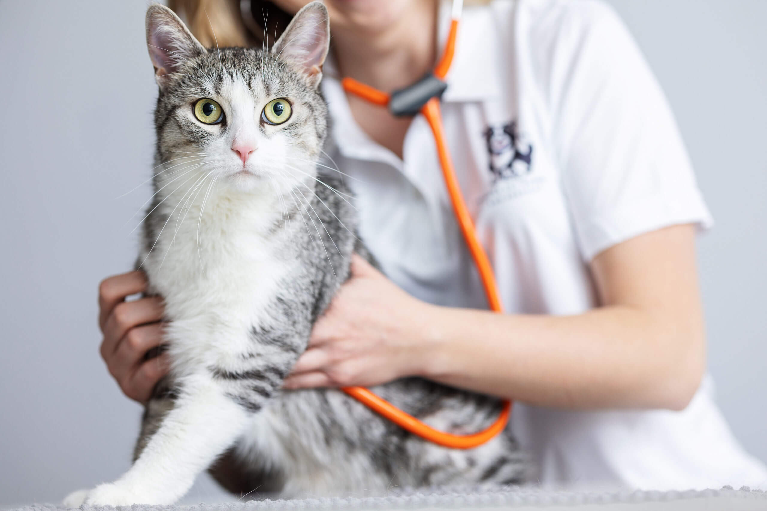 Cat receiving professional nursing exam