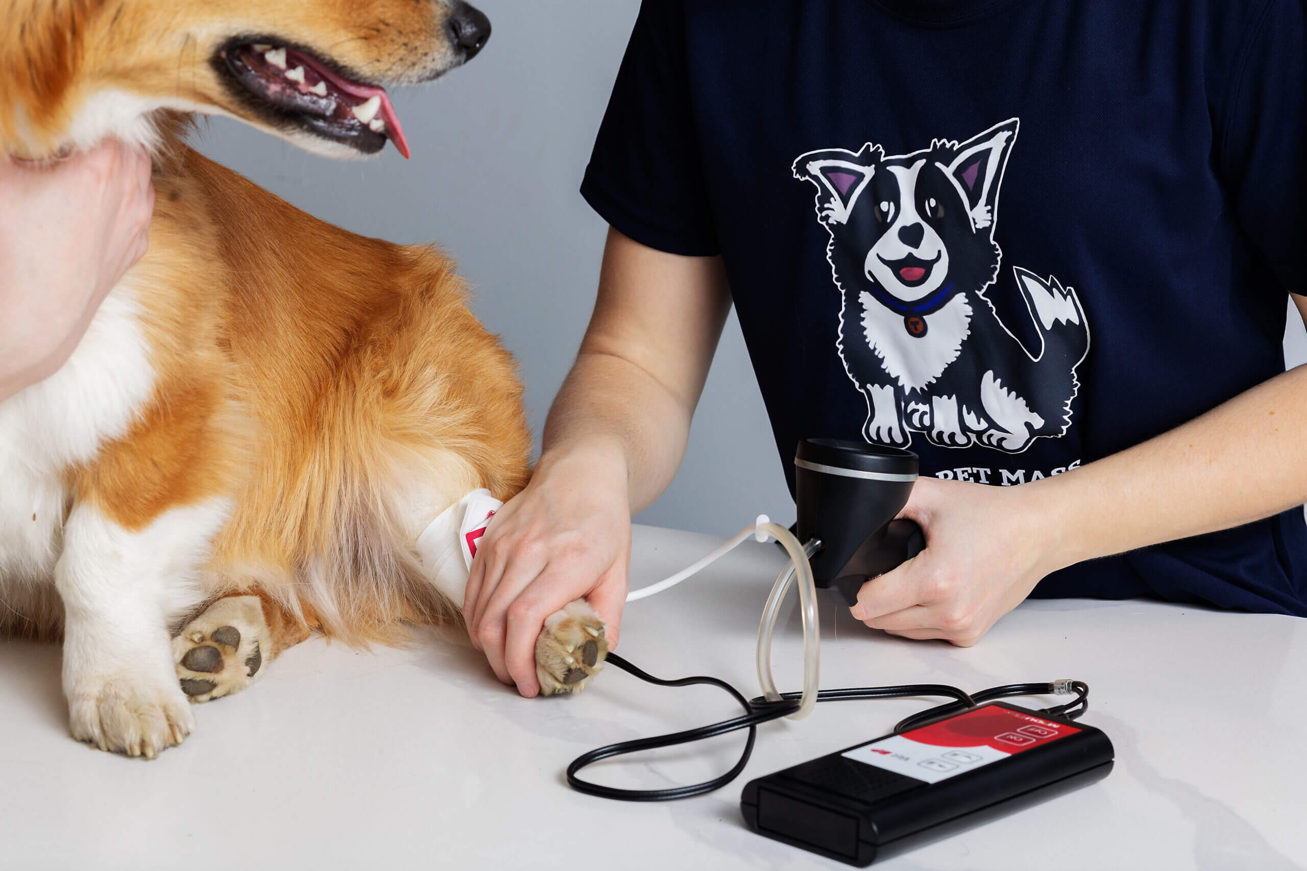 Dog getting blood pressure monitored