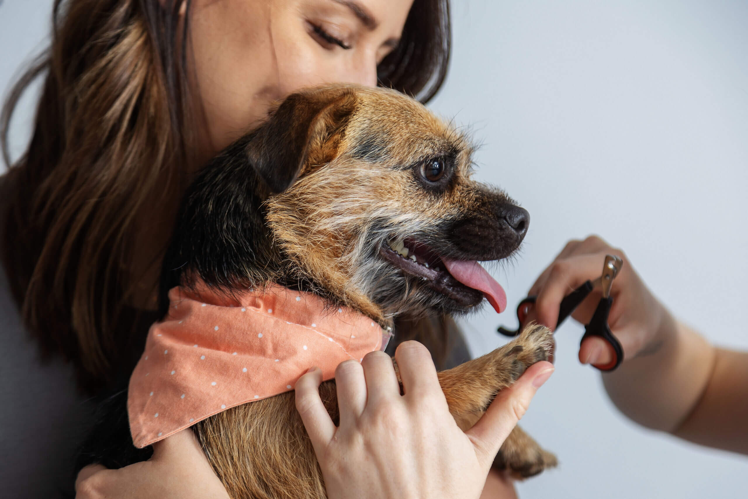Mobile Veterinary Technicians trimming dogs nails